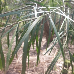 Acacia floribunda