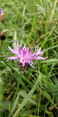 Centaurea jacea