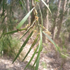 Acacia floribunda