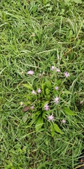 Centaurea jacea