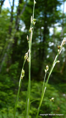 Carex alba