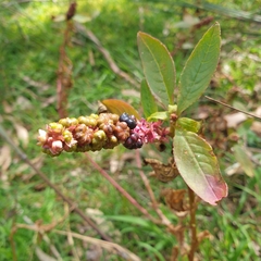 Phytolacca octandra