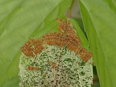 Thyrassia