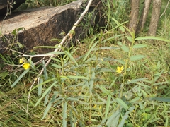 Chamaecrista mimosoides