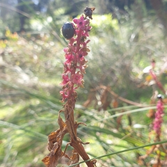 Phytolacca octandra