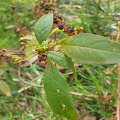 Phytolacca octandra