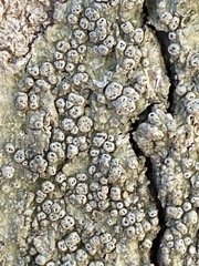 Pertusaria