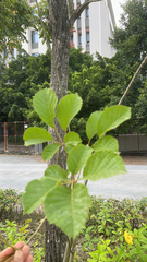Handroanthus chrysanthus