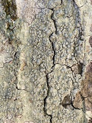 Pertusaria