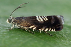 Grapholita compositella