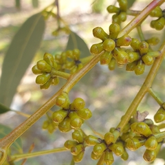 Eucalyptus cephalocarpa