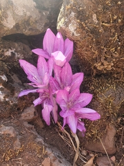 Colchicum feinbruniae