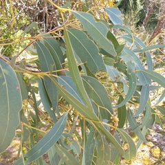 Eucalyptus cephalocarpa