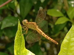 Neurothemis fluctuans