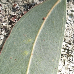 Eucalyptus cephalocarpa
