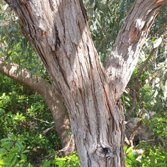 Eucalyptus cephalocarpa