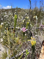 Erica viscaria