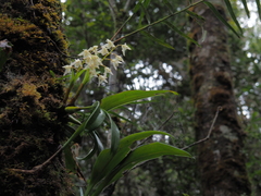 Epidendroideae