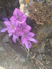 Colchicum feinbruniae