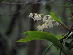 Epidendroideae