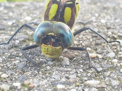 Aeshna cyanea