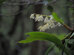 Epidendroideae
