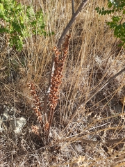 Orobanche laxissima