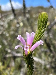 Erica viscaria