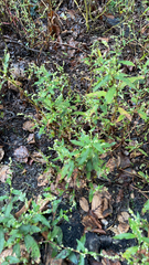 Eclipta prostrata