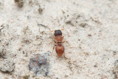 Meranoplus