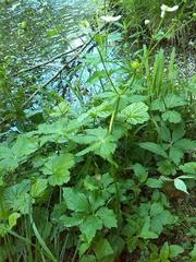 Ranunculus aconitifolius