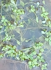 Callitriche stagnalis