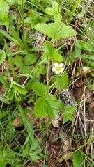 Fragaria