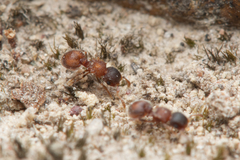 Meranoplus