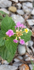 Lantana montevidensis