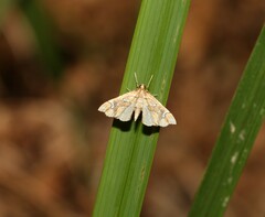 Musotima nitidalis