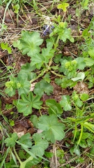 Alchemilla plicata