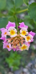 Lantana montevidensis