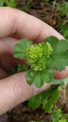 Alchemilla plicata
