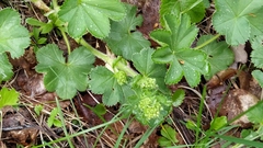 Alchemilla plicata