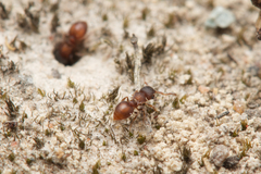 Meranoplus