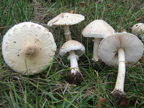 Macrolepiota excoriata (Schaeff.) Wasser