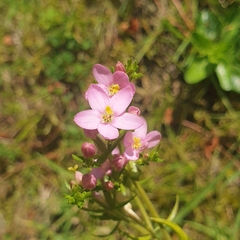 Centaurium