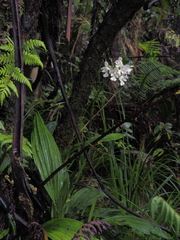 Collabieae