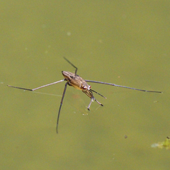Aquarius paludum paludum