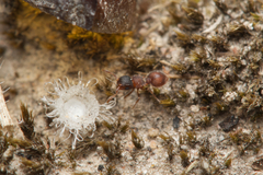 Meranoplus