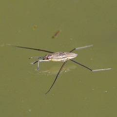 Aquarius paludum paludum