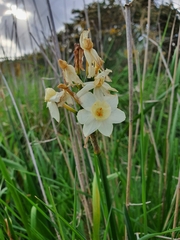 Narcissus