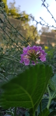 Lantana montevidensis