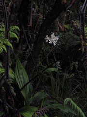 Collabieae